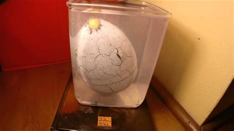 can dinosaur eggs still hatch.